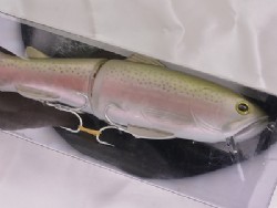 Rainbow trout (#12)
