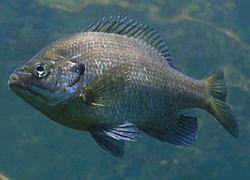 Blue gill