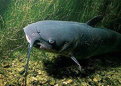 Channel catfish