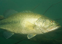 Largemouth bass