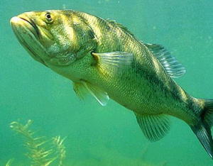 Largemouth bass