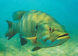 Smallmouth bass