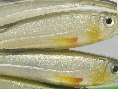 Half skeleton silver shiner (#S-208)