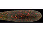 Watermelon / Red flake (#30)