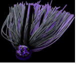 Black purple (#RF-03)