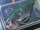 Rainbow trout