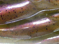 Avocado red pearl