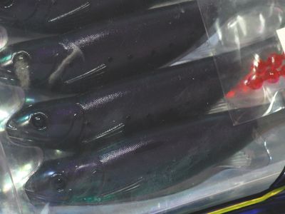 Purple shad