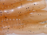 Bone shrimp (#00A4)