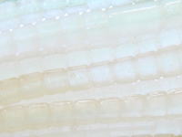 Pearl white (#009)
