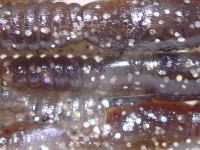 Smoke silver glitter (#00C1)