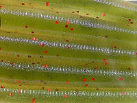 Olive red flake (#00B1)