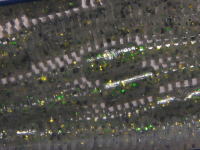 Baby bass (#046)