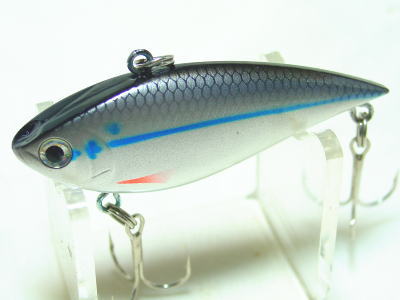 Striped shad