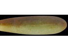 Dead shad (#19)