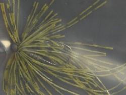 Imae green pumpkin blue flake (#ABJ-001)