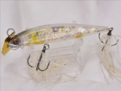 Albino shad (Black yakogai)