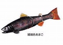 Koninshoku amago