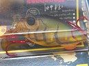 Megabass shrimp (Red hook model)