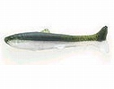 WM / Pearl shad (#001)