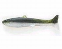 WM / Hologram shad (#004)