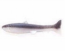 Cinnamon / Pearl shad (#006)