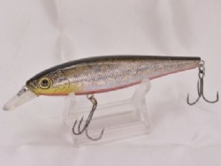 Red belly shinner