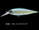 Blue back herring (#239)