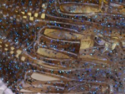 Nagara shrimp