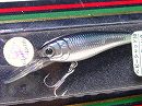 Silver minnow