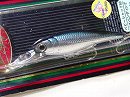 Silver minnow