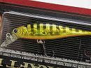 Black and gold (Brack stirped)