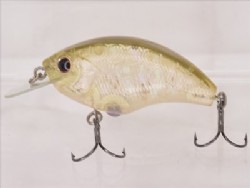 Abalone wakasagi
