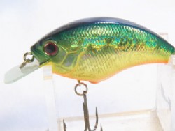 American sun fish
