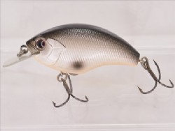Black back shiner