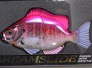 Pink bream (#637)