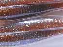 Pumpkin gold (#042)