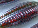 Watermelon red flake