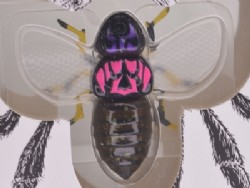 Pink back cicada