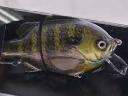 Real blue gill (2019 Member limited)