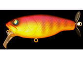 Flame angelfish (#06)