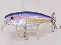 American shad