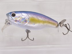 American shad