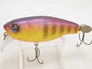 Flame angelfish