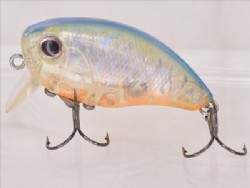 DM blue back tiger