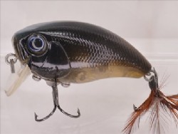 Insect