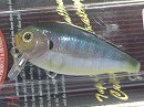Gill
