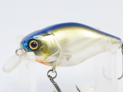 Blue back shad