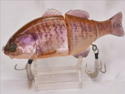 RT Kashima albino gill
