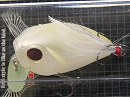 Ga (Moth) (Feather tail)